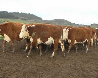 Lote 20 Vaquillonas Vacas Preñadas HEREFORD H... 510kg - , Lavalleja