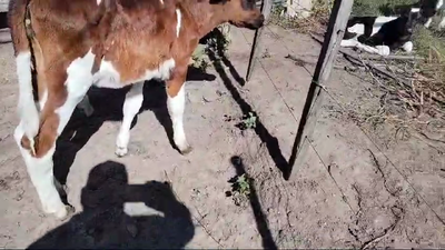 Lote 2 Terneras 70kg - , San José