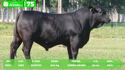 Lote LOTE 75