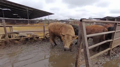 Lote 20 Novillo Gordo en Linares, VII  Región Maule
