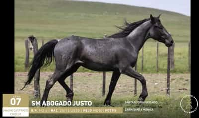 Lote R.P. 142| NAC. 26/ 11 /2020