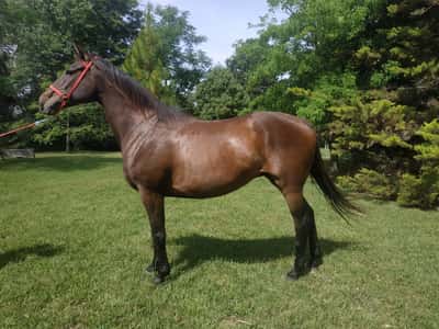 Lote DANCER HOPE
