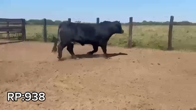 Lote TORO BRANGUS