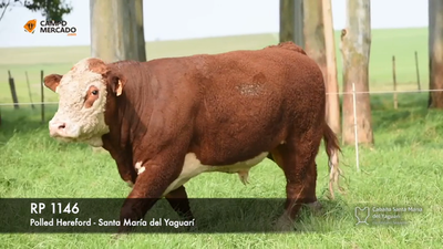 Lote (Vendido)Toros Hereford P.I, Tacuarembó