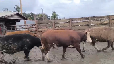 Lote 20 Novillo Gordo en Los Ángeles, VIII Región Biobío