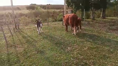 Lote 2 Piezas de cría HEREFORD HOLANDO 80kg - , San José