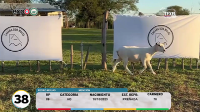 Lote LOTE 38