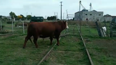 Lote TORO INDUSTRIA