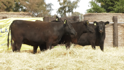 Lote VAQUILLONAS ANGUS PURO CONTROLADAS PARICION PRIMAVERA