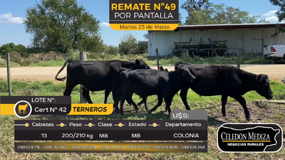 Lote 13 Terneros en Paso Antolín, Colonia
