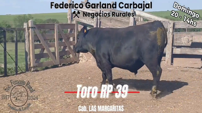 Lote TORO PI ANGUS en OMBUES DE LAVALLE