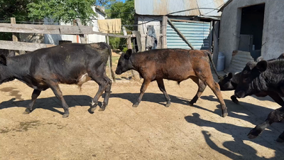 Lote TERNEROS