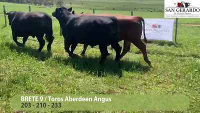 Lote 3 Toros Aberdeen Angus, Lavalleja