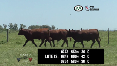 Lote 3 Toros, Artigas