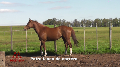 Lote POTRAS DE CARRERA