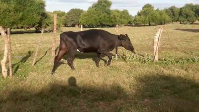 Lote Vaca CRUZA 380kg - , San José