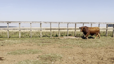 Lote TOROS BRANGUS, Cabaña "PIRIZAL"