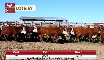 Lote Reproductores de Alborada - Lote 67