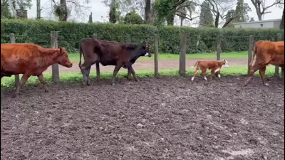 Lote PIEZAS DE CRIA