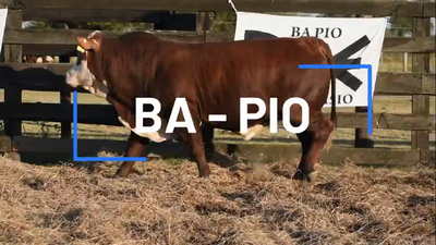 Lote TORO BRAFORD
