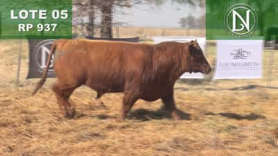 Lote TORO PC ANGUS COLORADO - RP RP 937