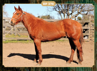 Lote DOBLE LENA LORENCITA