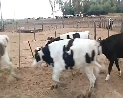 Lote 20 Novillitos en Canals, Córdoba