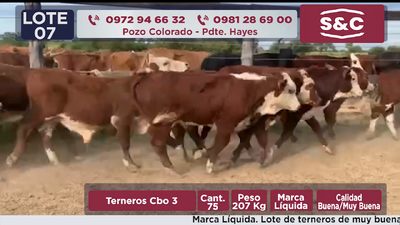 Lote 75 Terneros en Presidente Hayes