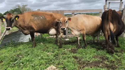 Lote 3 Vacas de Invernada Jersey y descarte 470kg -  en Ruta 3 km 120