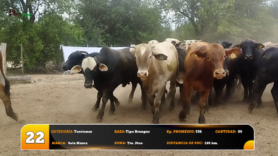 Lote Toretones