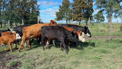 Lote PIEZA DE CRIA