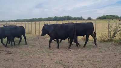 Lote 130 Novillitos en Castelli, Buenos Aires