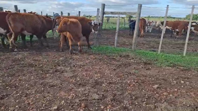 Lote NOVILLOS