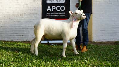 Lote Texel Expo Internacional 2022 - Lote 1