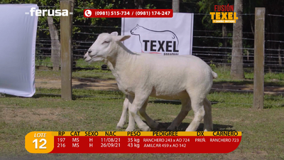 Lote Lote 12