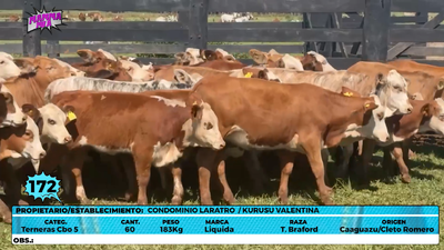 Lote LOTE 172