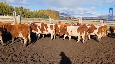 Lote 40 Novillo Engorda en XI Región Aysén, Coyhaique