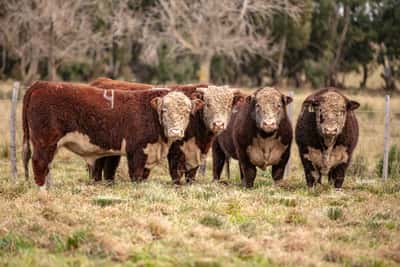 Lote Toro PR