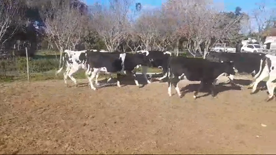 Lote (Vendido)7 Vaquillonas Vacas Preñadas HOLANDO en LA CONCORDIA