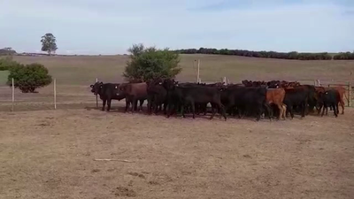 Imagen 57 Novillos 1 a 2 años ANGUS 300kg -  en PARAJE SOLER