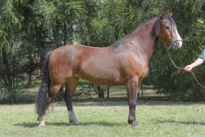 Lote Yubely Jiquipora