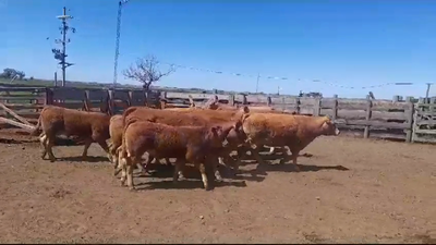 Lote 10 Piezas de cría LIMOUSIN en OMBUES DE LAVALLE