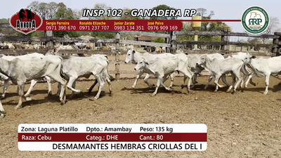 Lote Insp 102