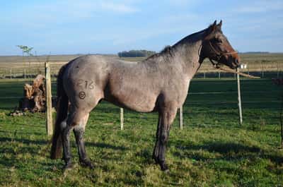 Lote Troton del Paso