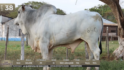 Lote LOTE 38 - EN VIVO