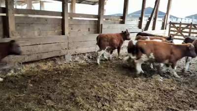 Lote 70 Ternero en Melipeuco, IX Región Araucanía