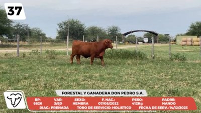 Lote LOTE 37