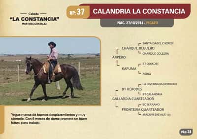 Lote RP. 37 - CALANDRIA LA CONSTANCIA - LA CONSTANCIA