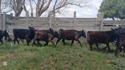 Lote TERNERAS