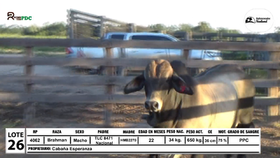 Lote Toros Brahman, Loma Plata